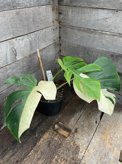 Monstera Deliciosa Mint Variegated AE95