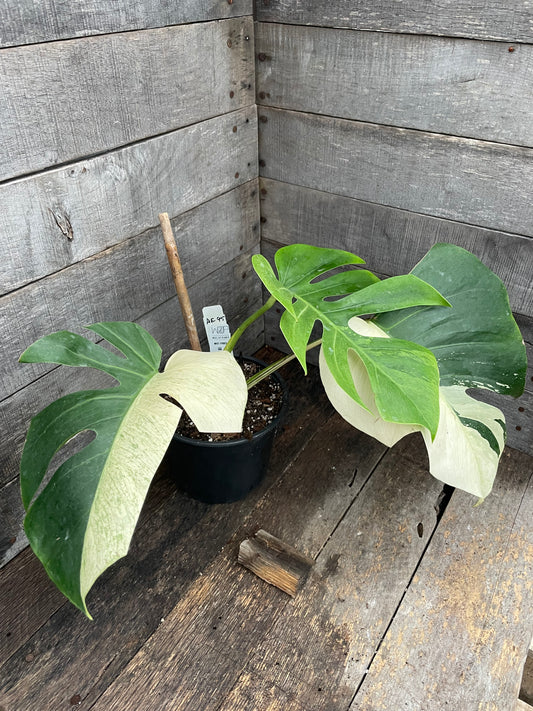 Monstera Deliciosa Mint Variegated AE95
