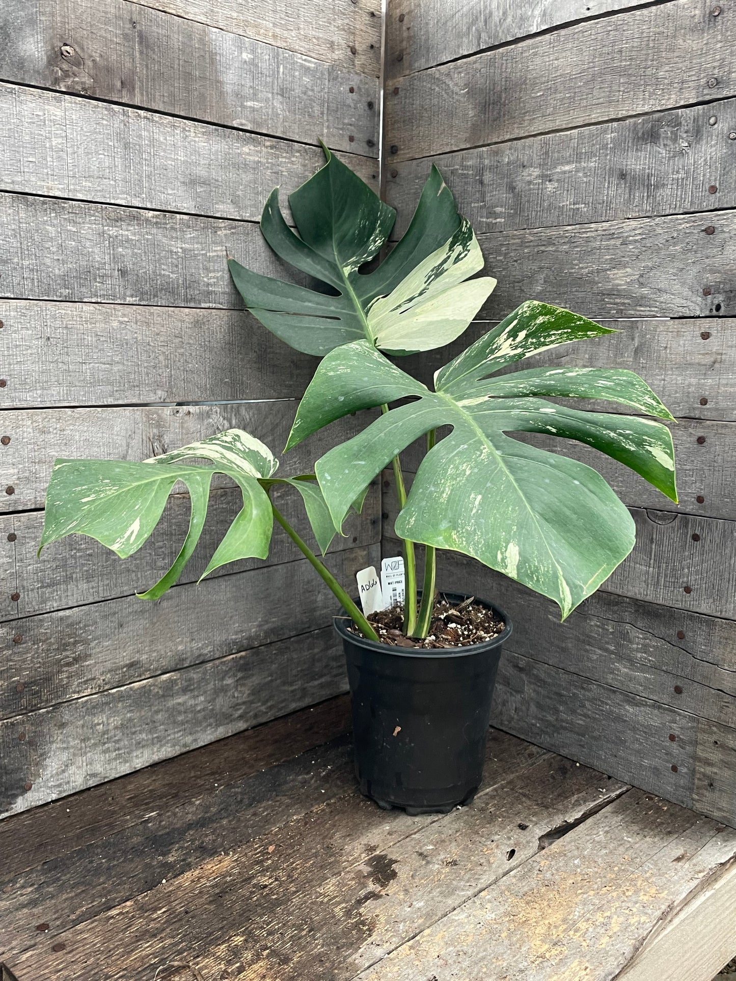 Monstera Deliciosa Mint Variegated AD66