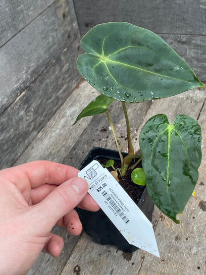Anthurium ‘Forget Pappy’