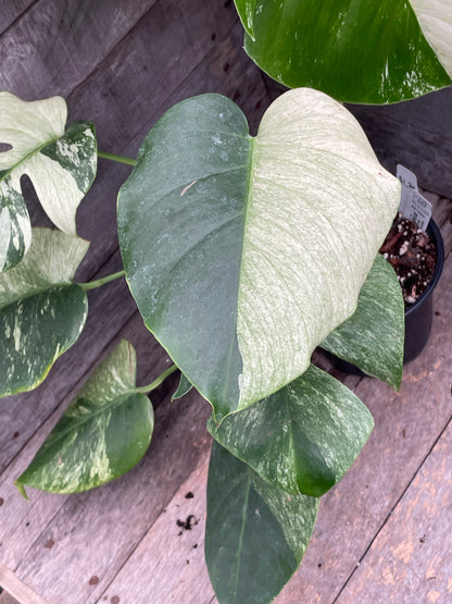 Monstera Deliciosa Mint Variegated AC79