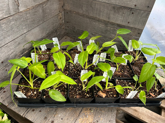 Custom Order- B. Schirf