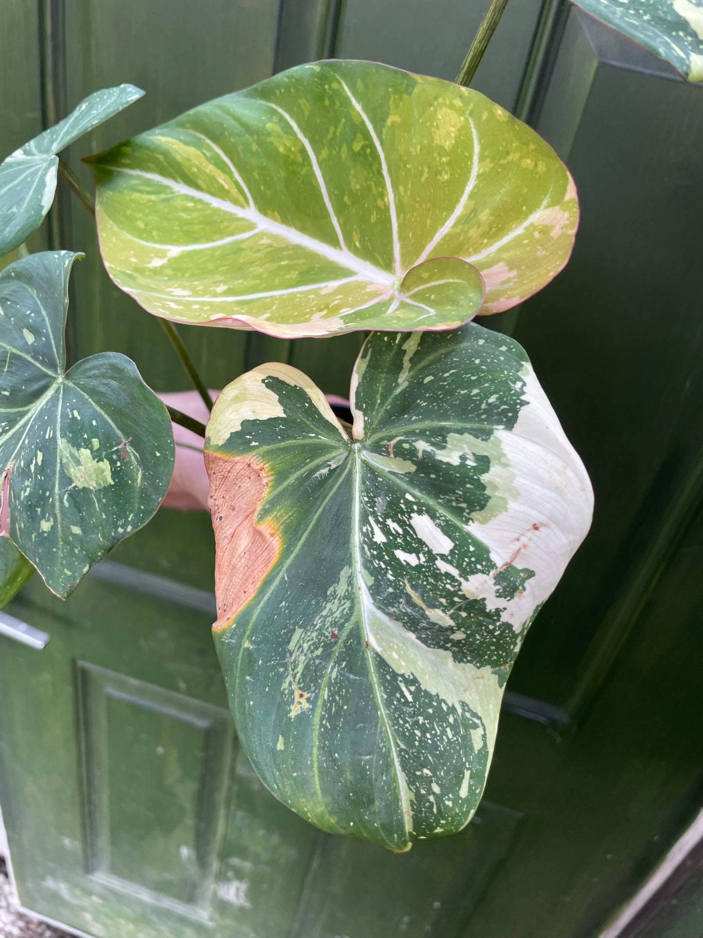 Philodendron Gloriosum Tricolor AE12
