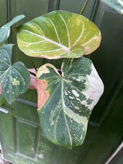 Philodendron Gloriosum Tricolor AE12