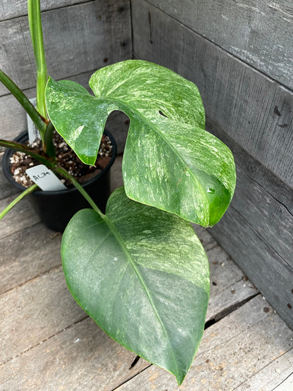 Monstera Deliciosa Mint Variegated AC79