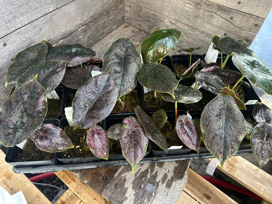 Custom Order- D. Mixa