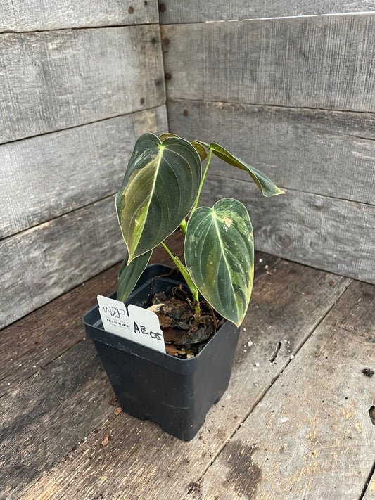 Philodendron Melanochrysum Variegated AE05