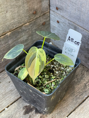 Philodendron Melanochrysum Variegated