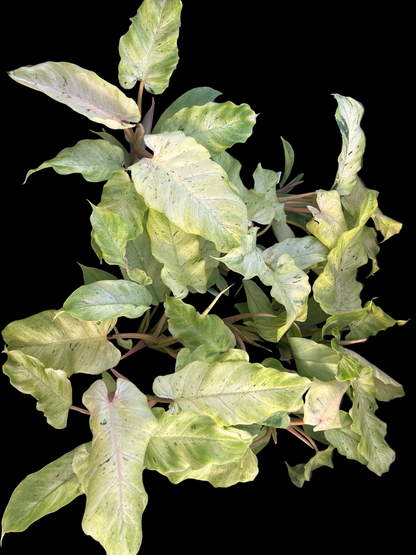 Philodendron Snowdrift
