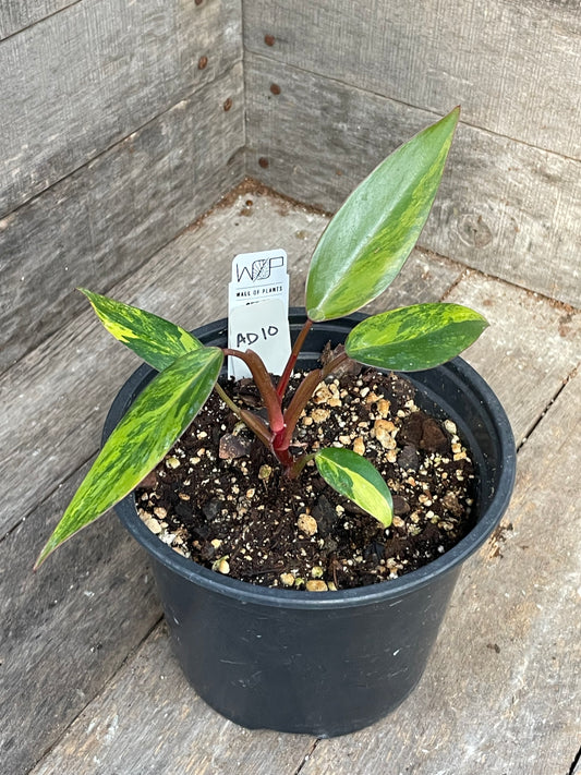 Philodendron Strawberry Shake AD10