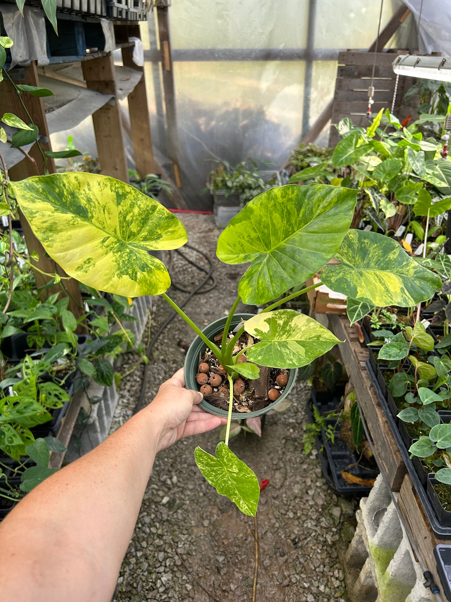 Custom Order- L. Melody