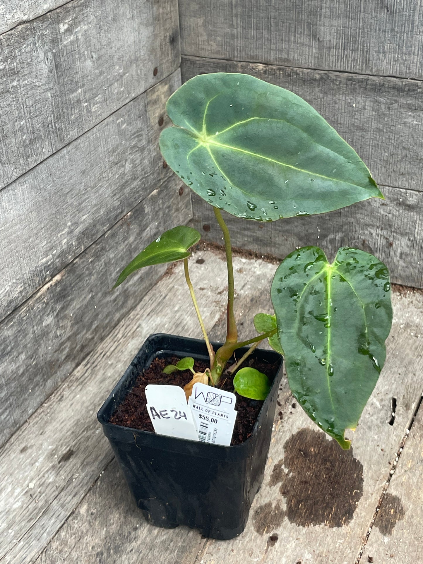 Anthurium ‘Forget Pappy’