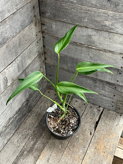 Monstera Burle Marx Flame AC18