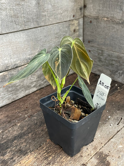 Philodendron Melanochrysum Variegated AE05