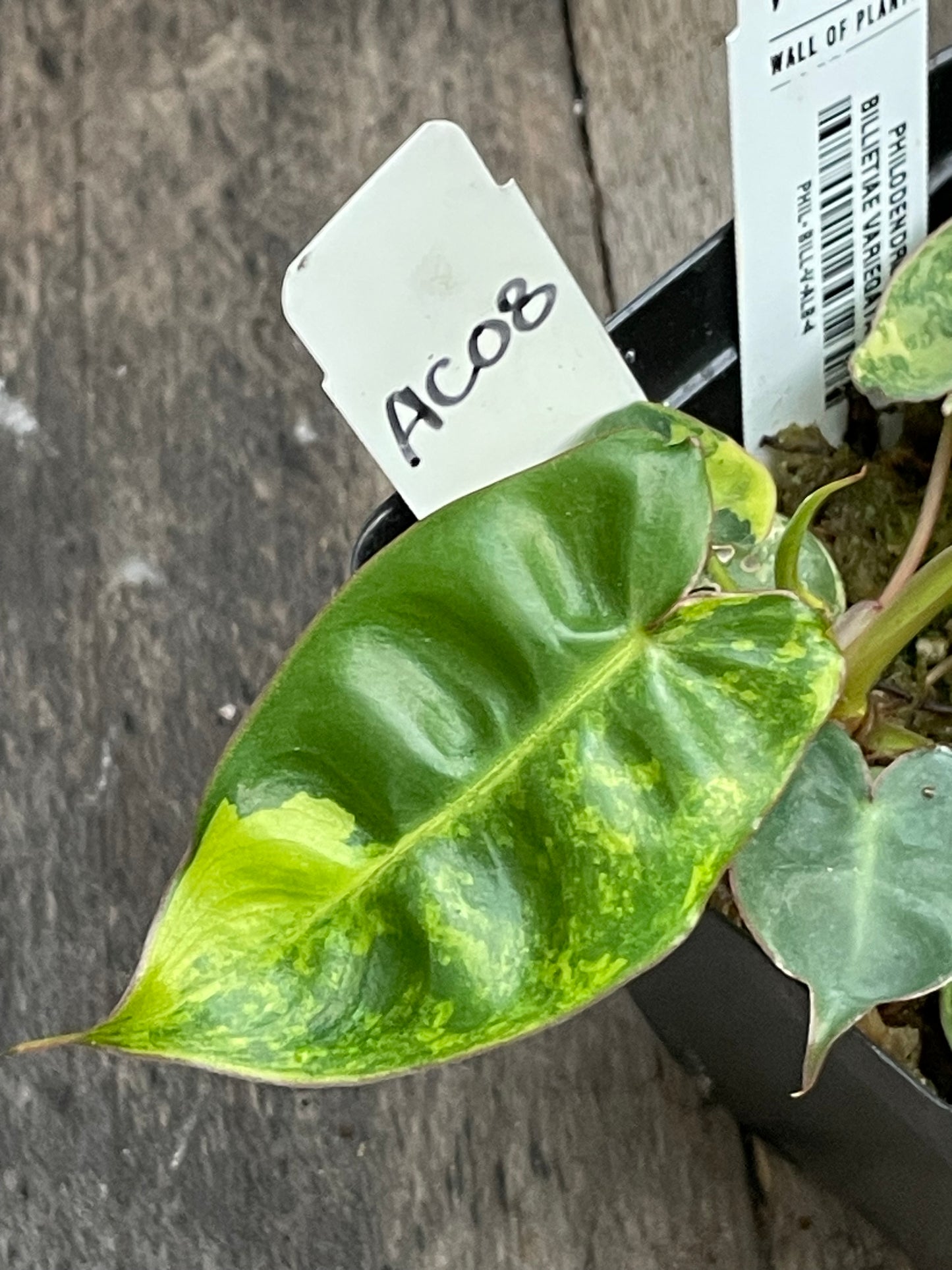 Philodendron Billietiae Variegata AC08