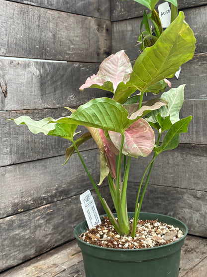 Syngonium Double Pink AA07
