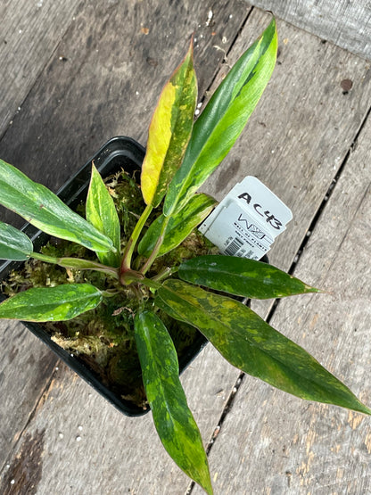 Philodendron ‘Fire Tiger’ Caramel Marble AC43