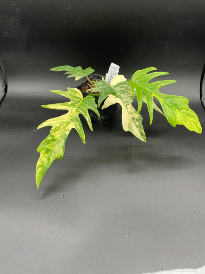 Philodendron  Florida Beauty x Tortum AA12