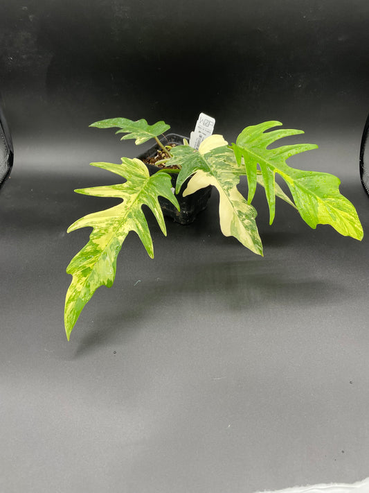 Philodendron  Florida Beauty x Tortum AA12