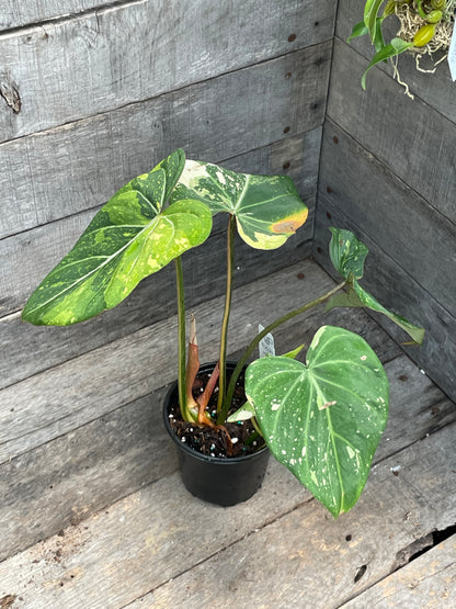 Philodendron Gloriosum Tricolor AE12