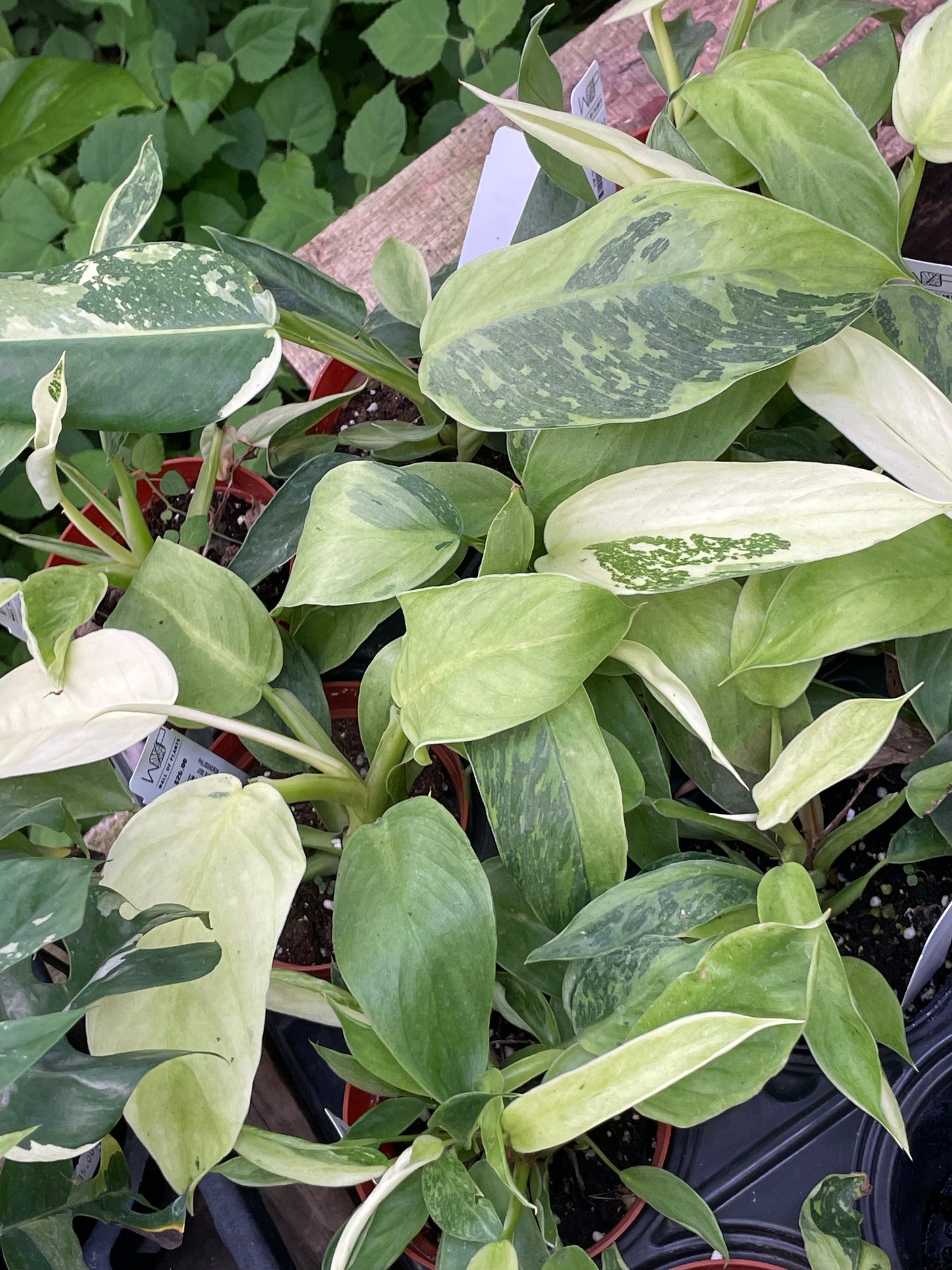 Philodendron Jose Buono