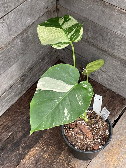 Monstera Deliciosa Mint Variegated AC74