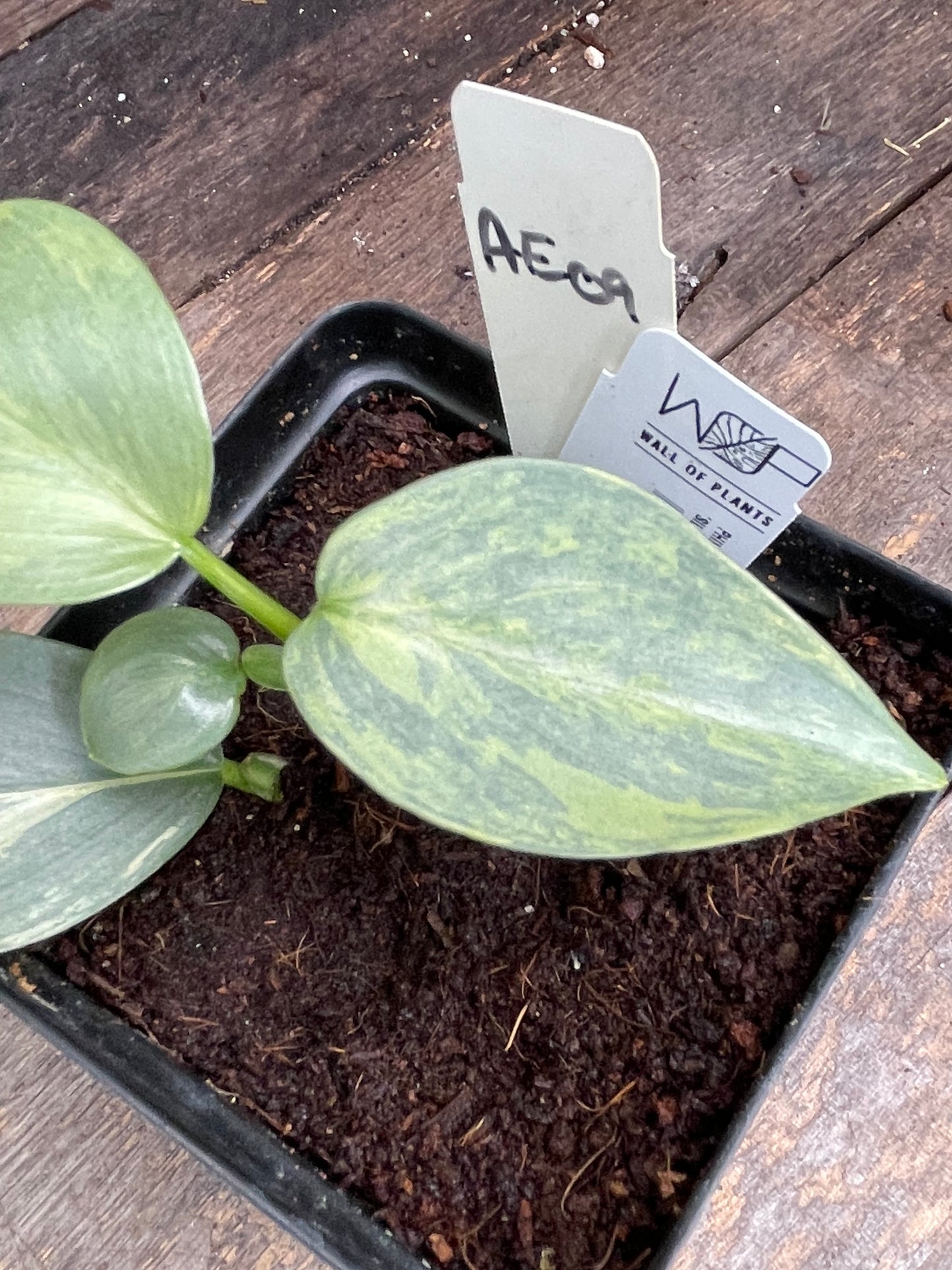 Philodendron Hastatum 'Silver Sword' Variegated AE09