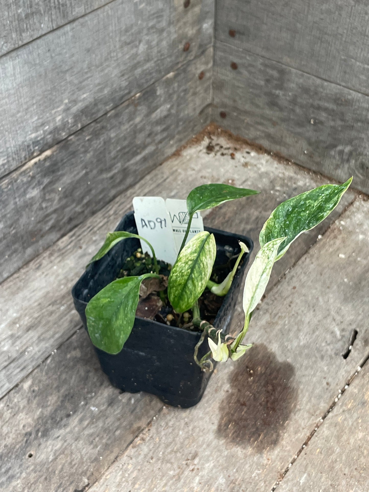 Epipremnum Hanoman Sp. ‘Bali’ AD91
