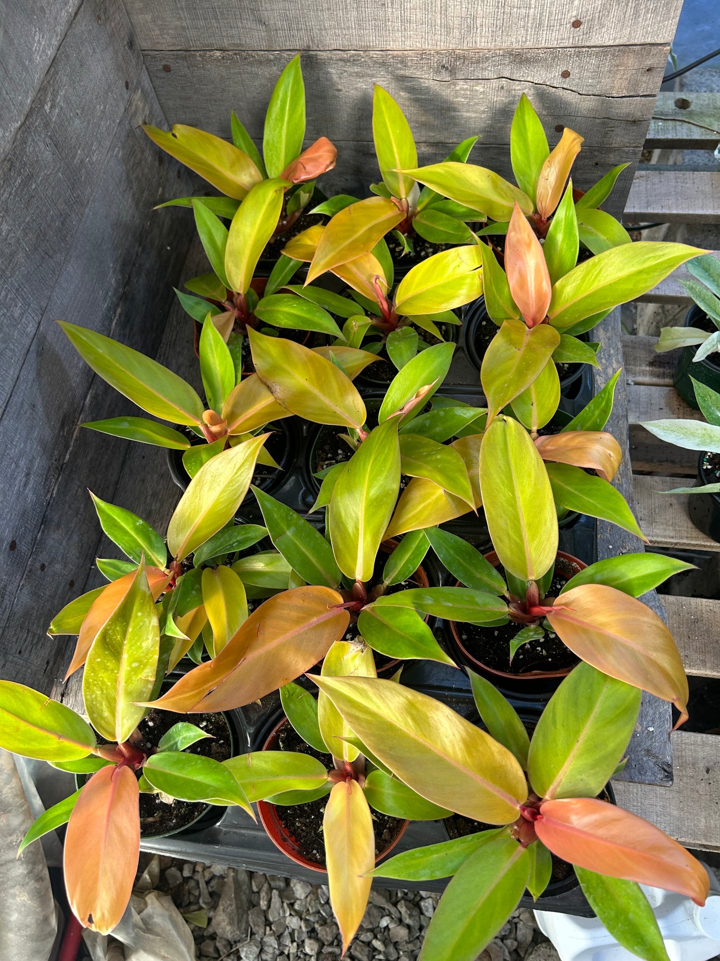 Philodendron Prince of Orange