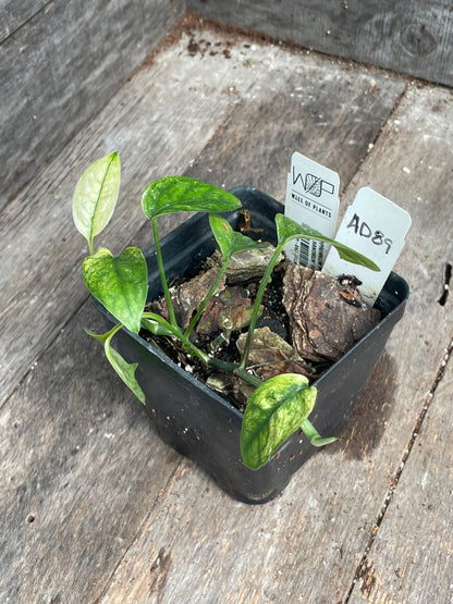 Epipremnum Hanoman Sp. ‘Bali’ AD89
