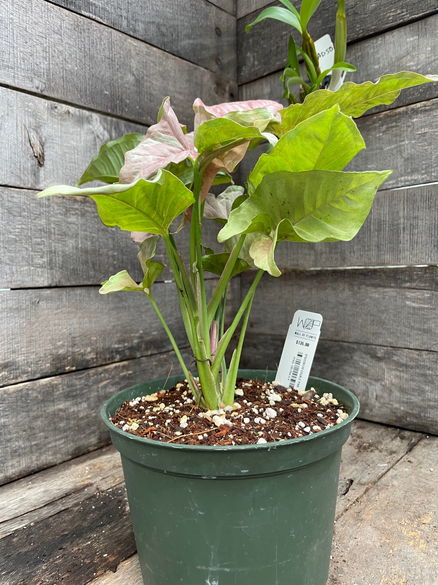 Syngonium Double Pink AA06