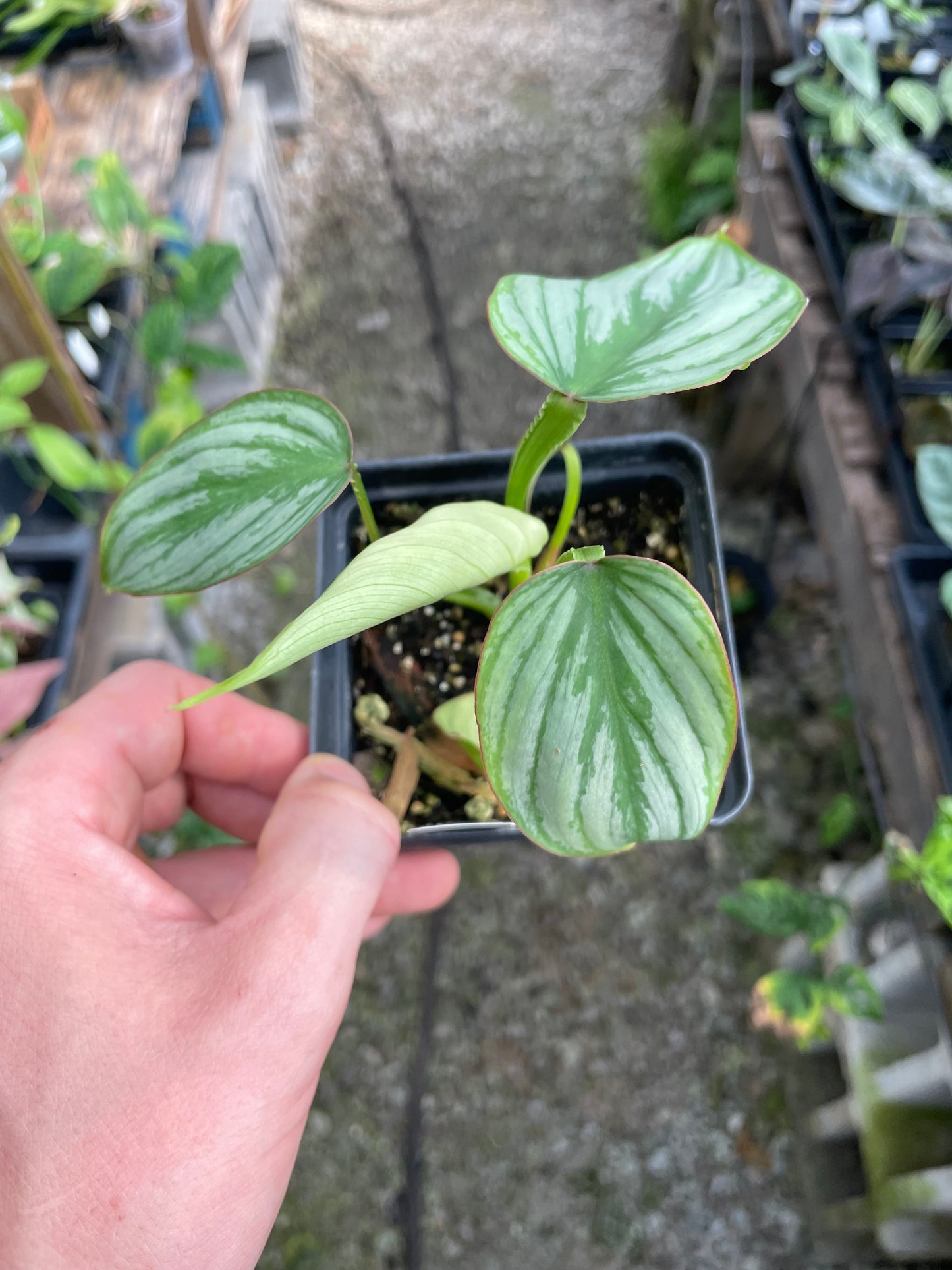 Philodendron Mamei Silver Cloud
