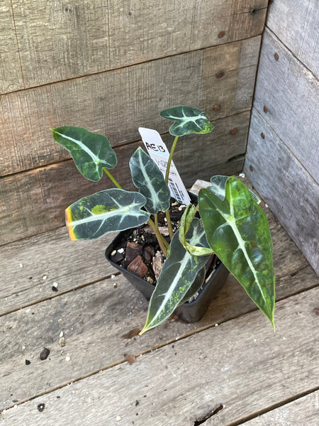 Alocasia Bambino Aurea Variegated