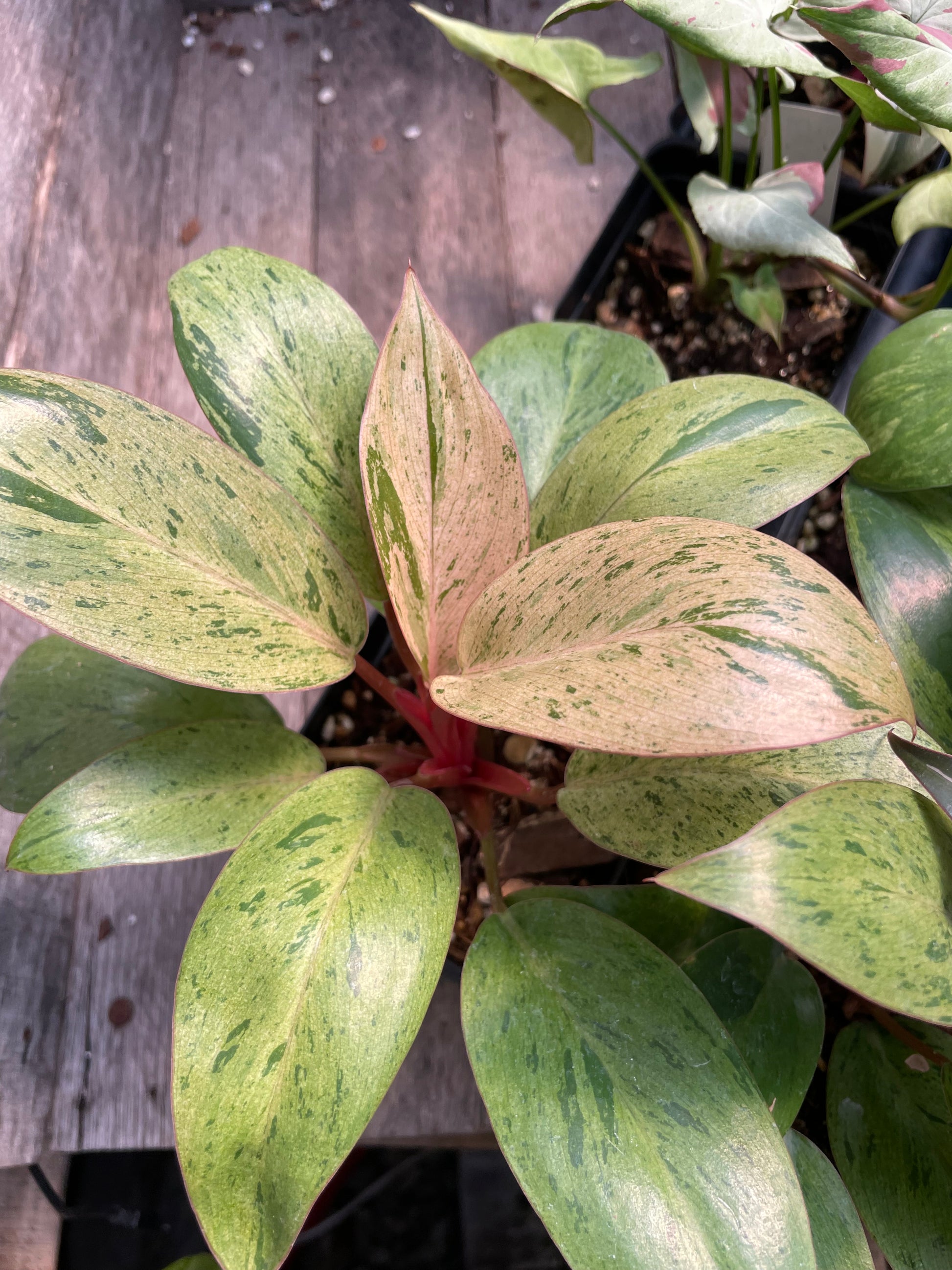 philodendron red congo petite Philodendron Red Congo Dwarf