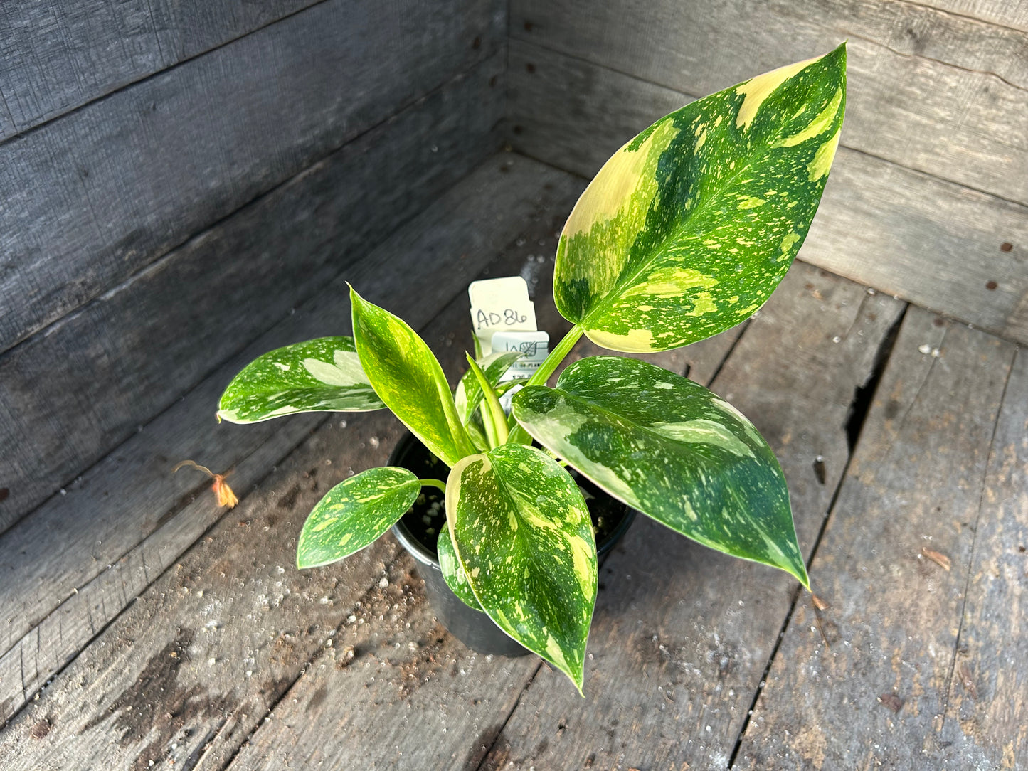Philodendron Green Congo Nuclear