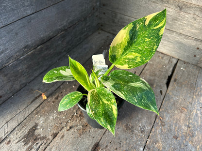 Philodendron Green Congo Nuclear