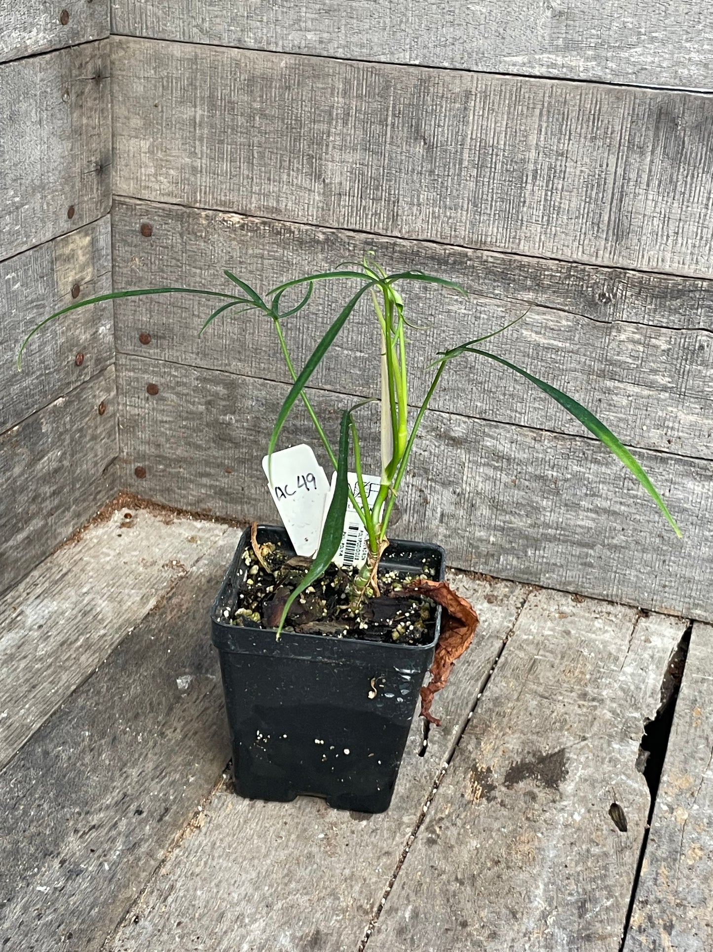 Philodendron Polypodioides AC49