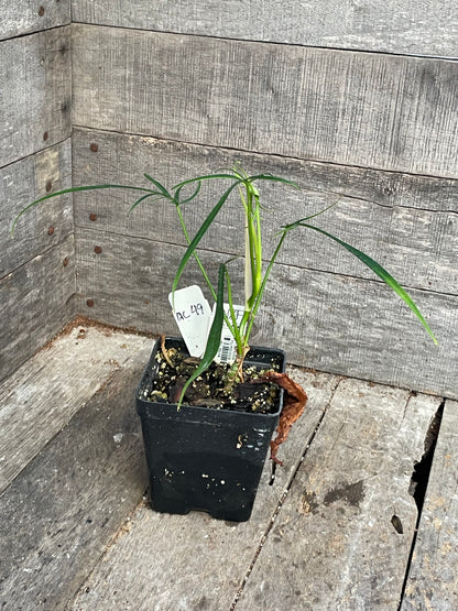 Philodendron Polypodioides AC49