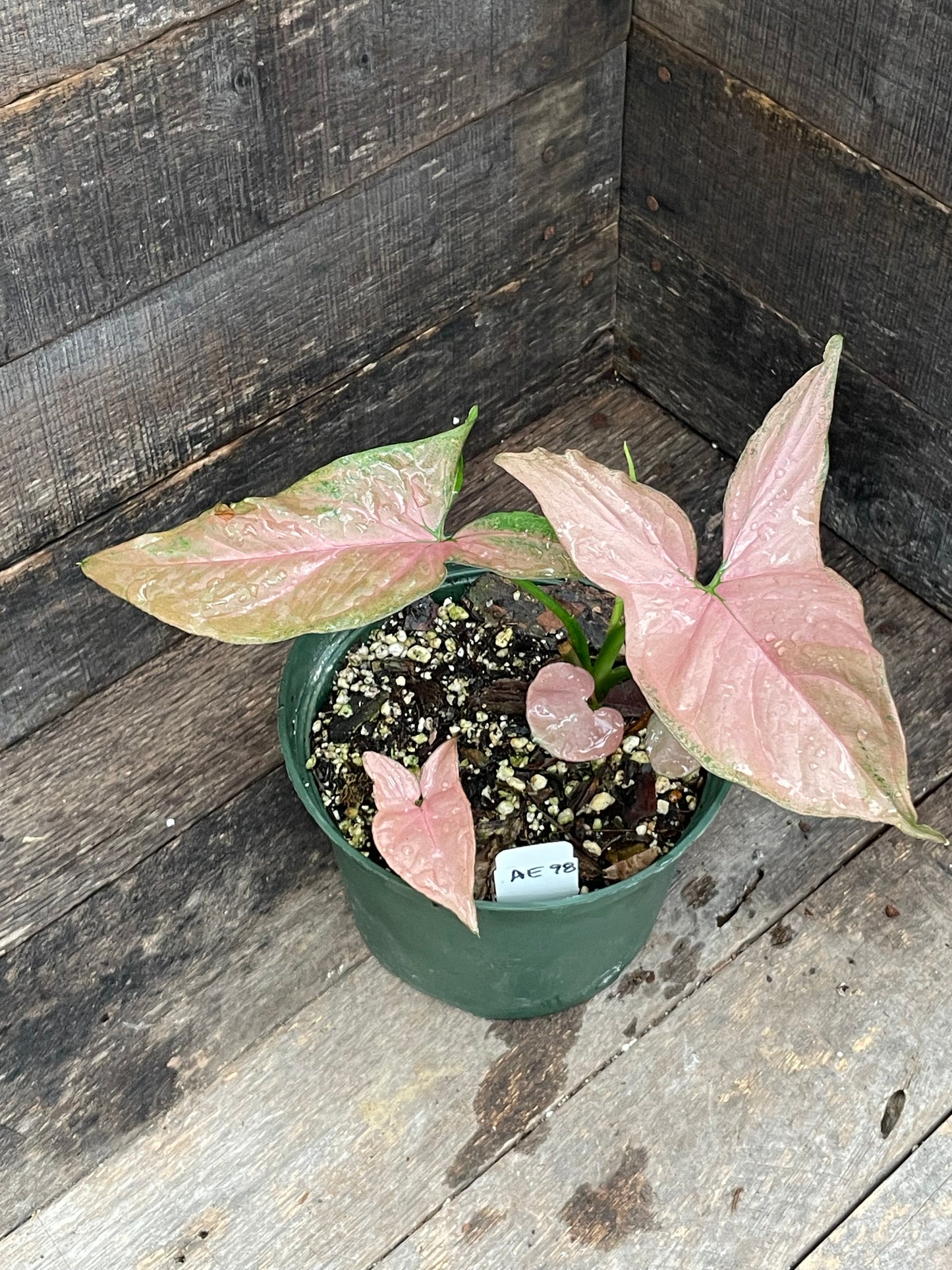 Syngonium Pink Perfection AE98