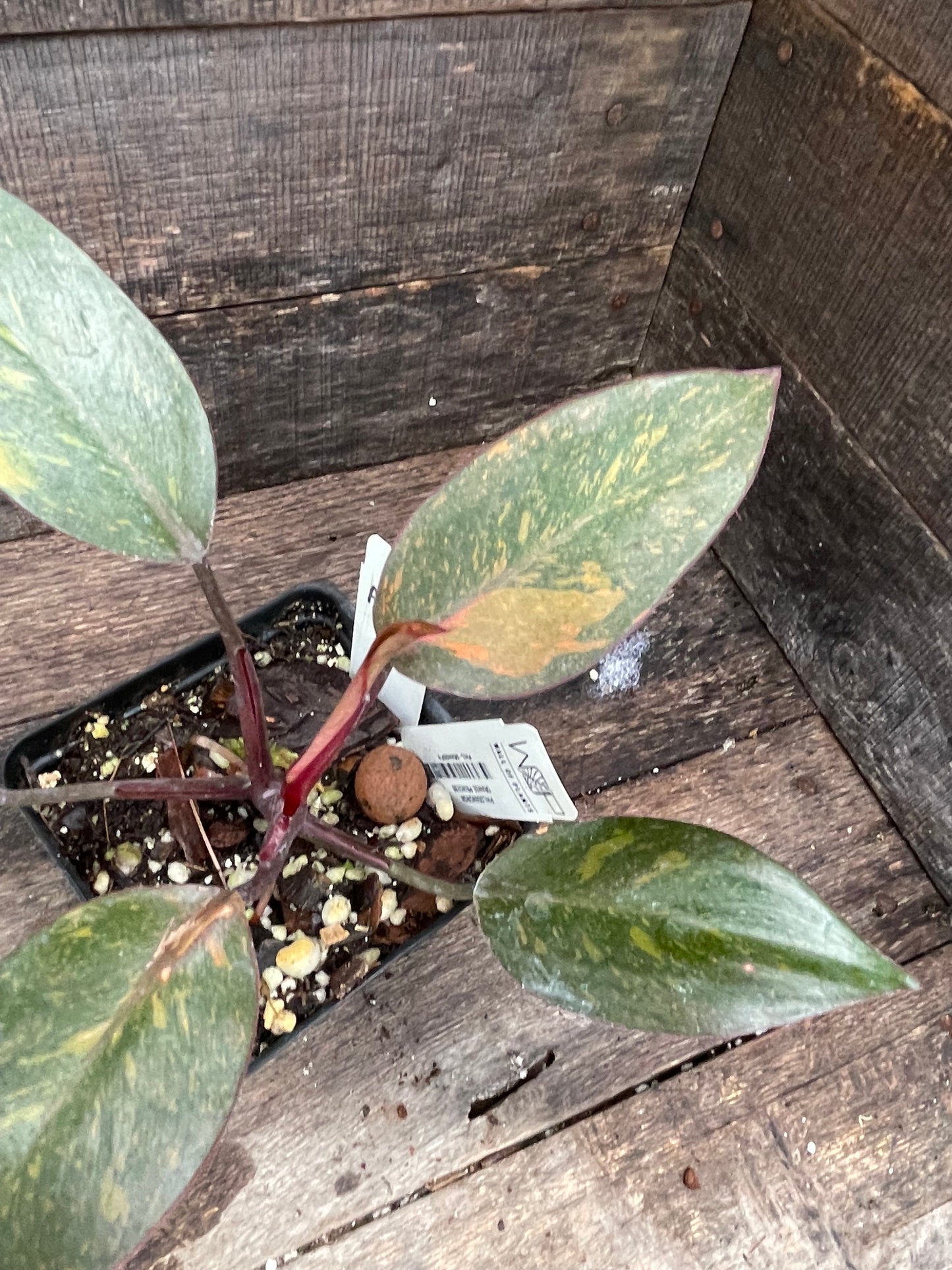 Philodendron Orange Princess Galaxy AD97