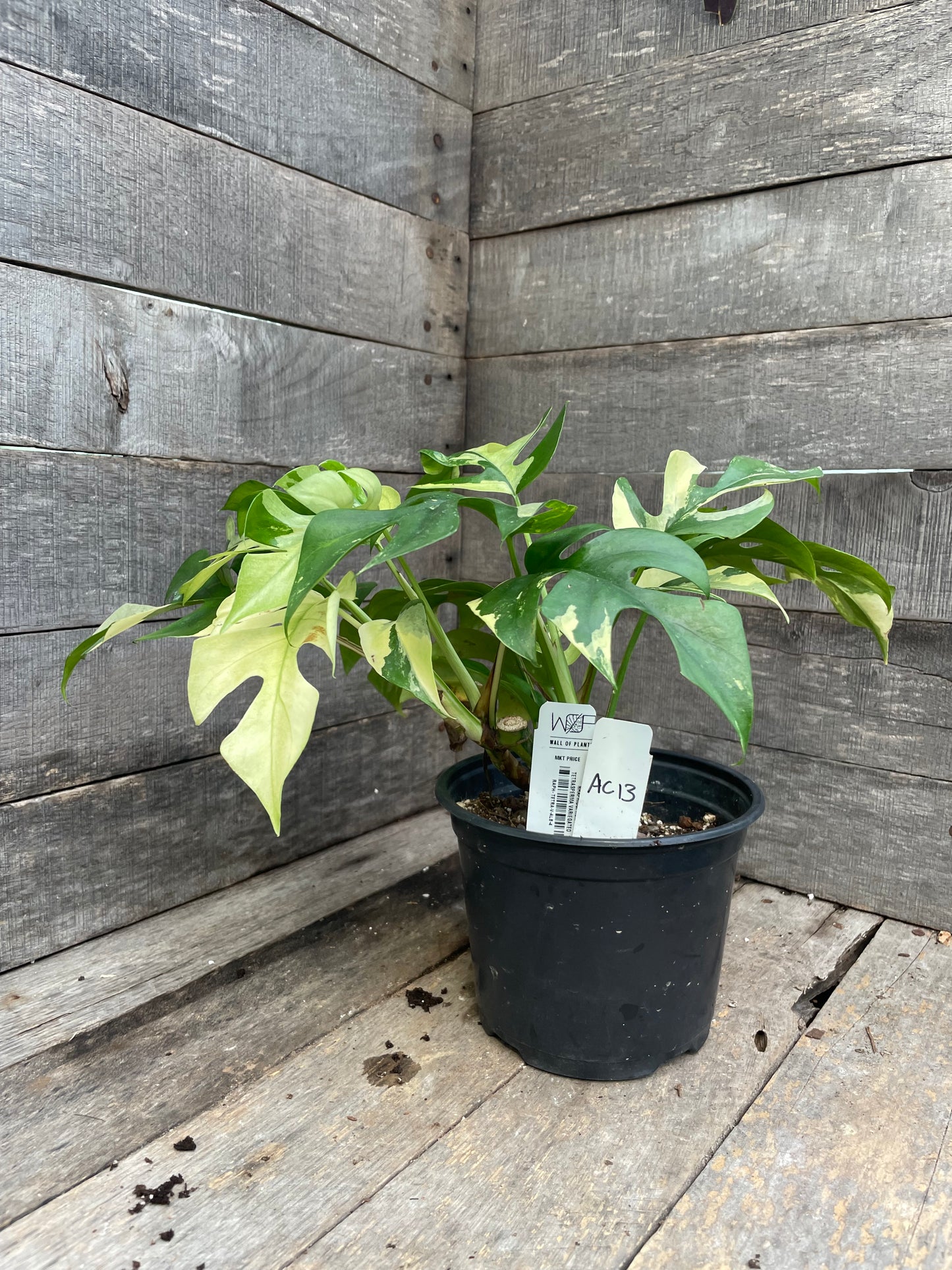 Raphidophora Tetrasperma Variegated AC13
