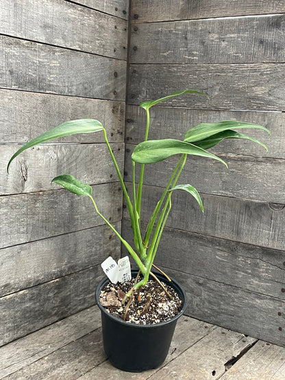 Monstera Burle Marx Flame AC18