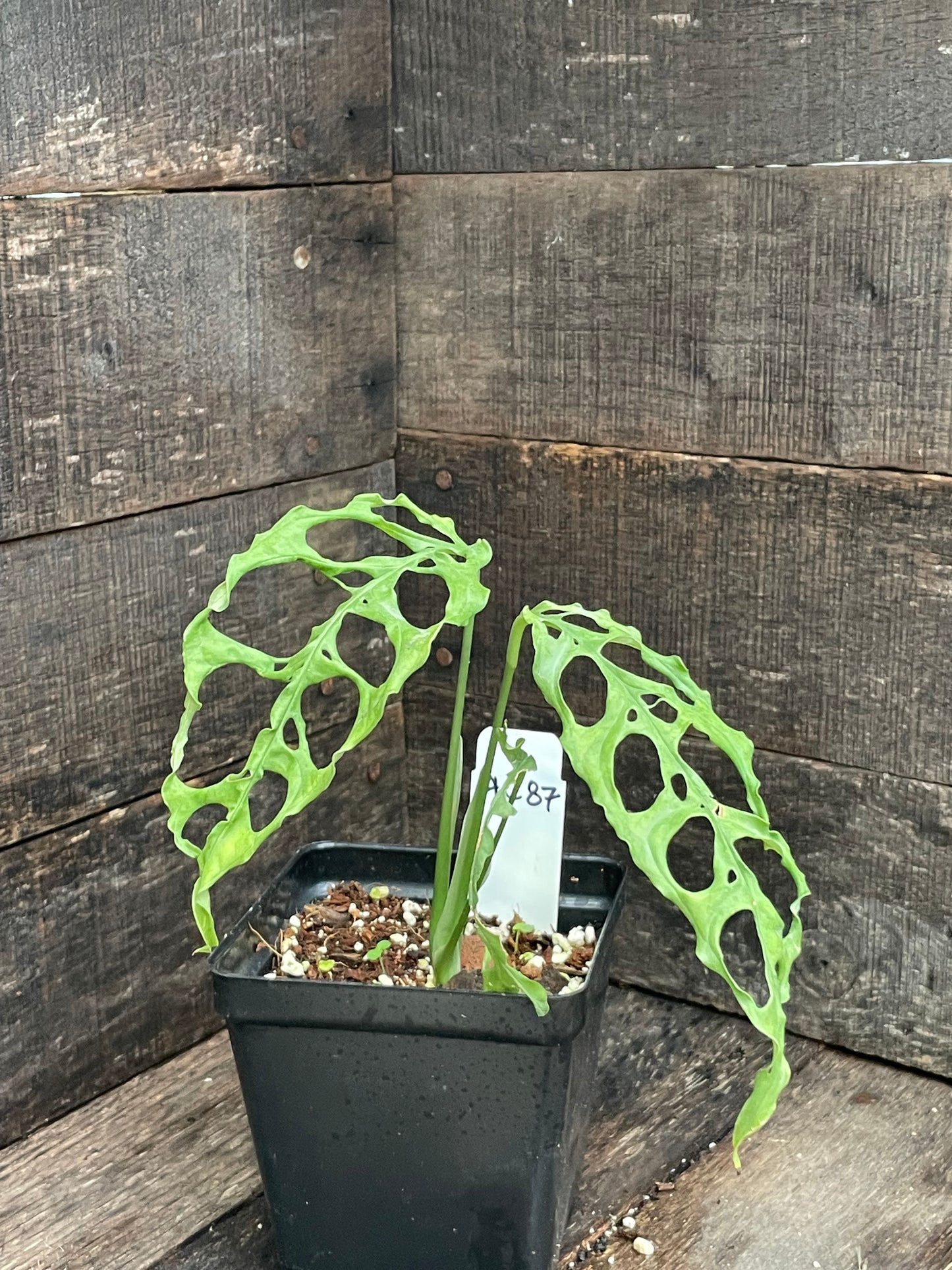 Monstera Oblique