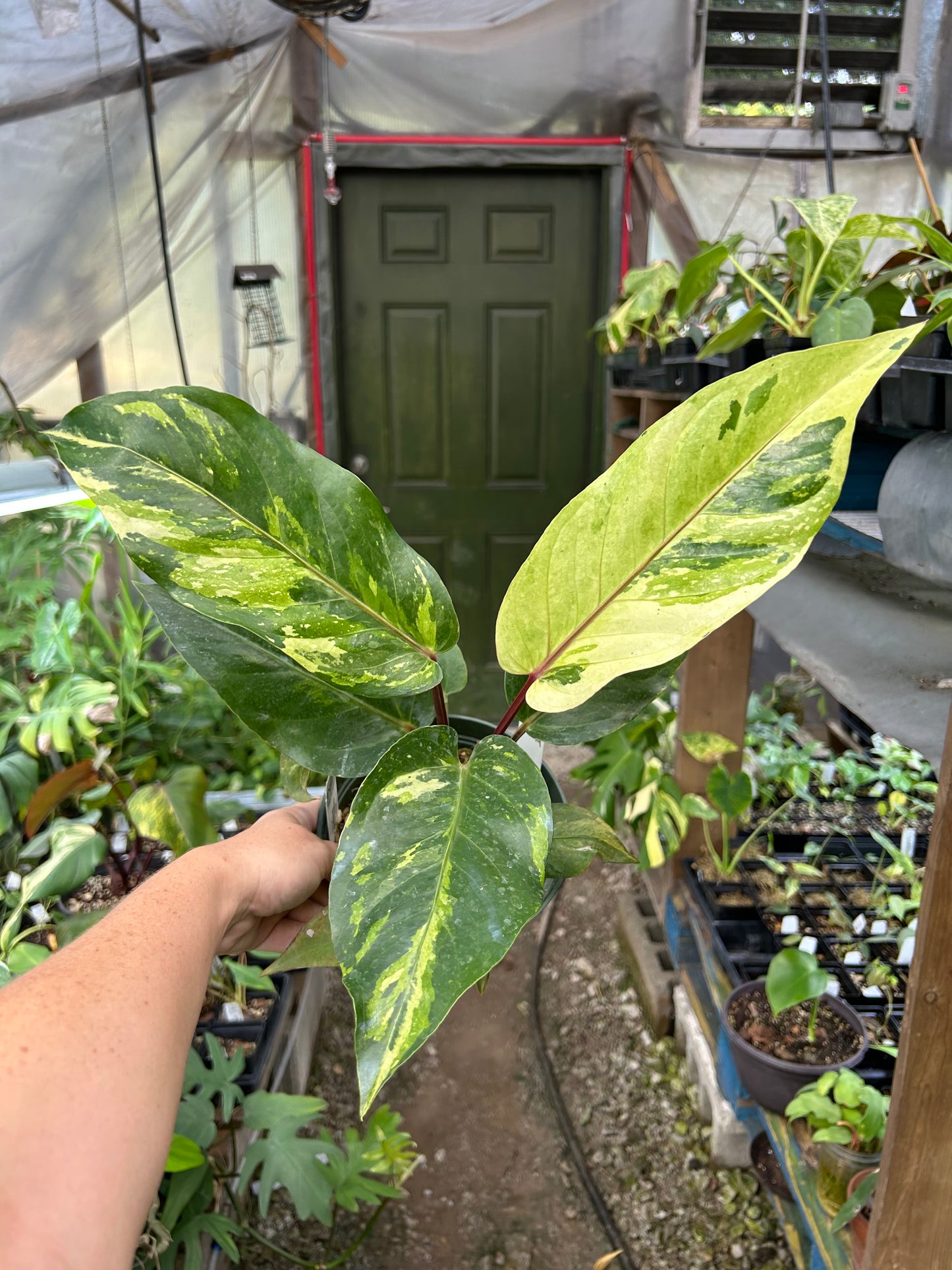 Anthurium Variegated No ID