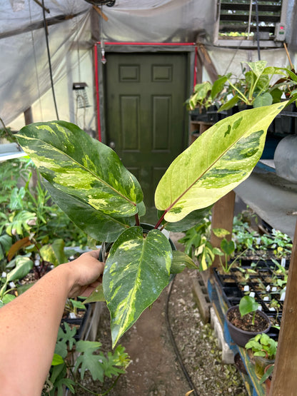 Anthurium Variegated No ID