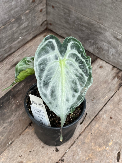Alocasia Venom