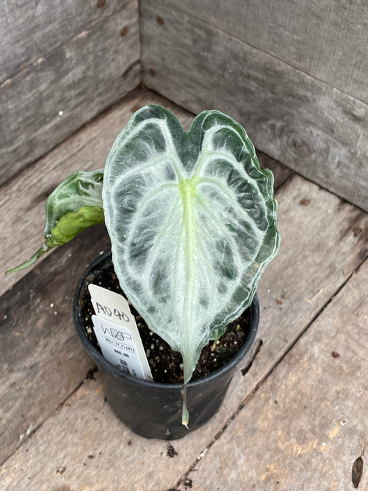 Alocasia Venom