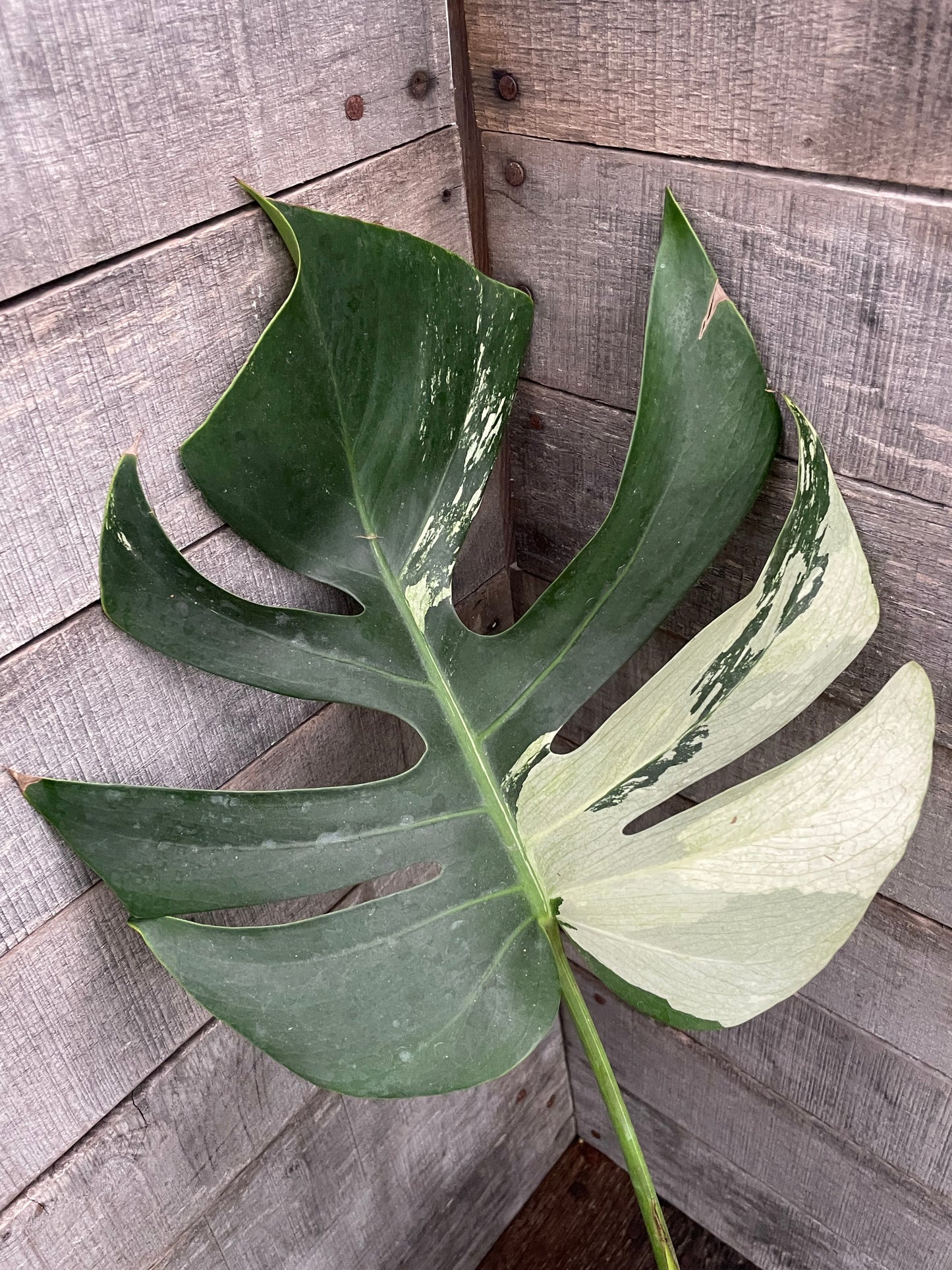 Monstera Deliciosa Mint Variegated AD66