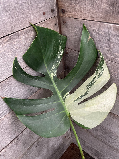 Monstera Deliciosa Mint Variegated AD66