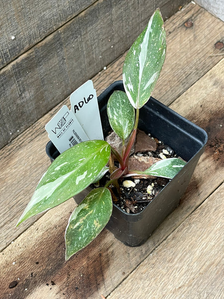 Philodendron Red Anderson